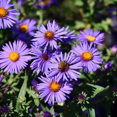 Aster 'Thunderdome' PPAF