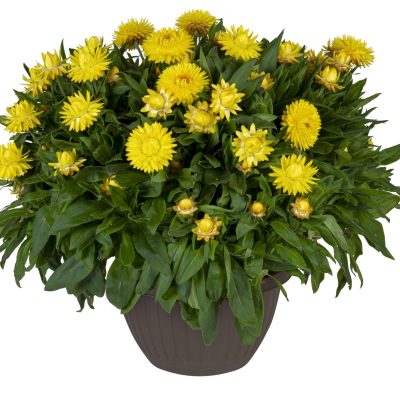 Bracteantha (Xerochrysum) GRANVIA Gold