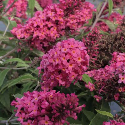 Buddleja BABY BUZZ® Lipstick Pink
