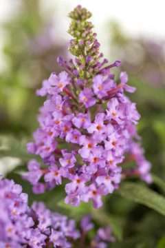 Buddleja BABY BUZZ® Candy Pink PP 35795