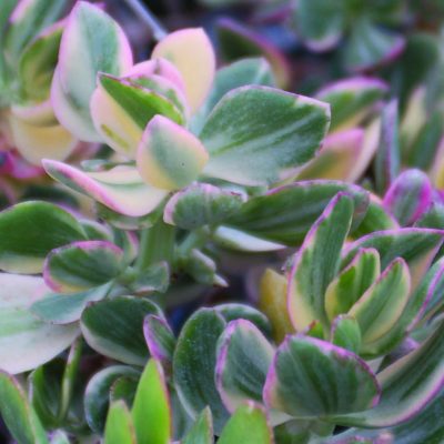 Crassula ovata 'Variegata'