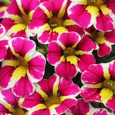Calibrachoa Candy Shop™ Fancy Berry