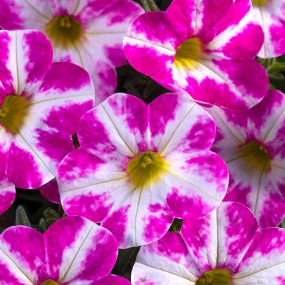 Calibrachoa Candy Shop™ Milky Pink