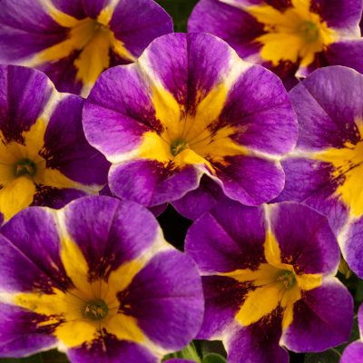 Calibrachoa Caliloco 'Plum Trouble'