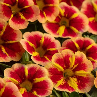 Calibrachoa Caliloco 'Starfire Orange'
