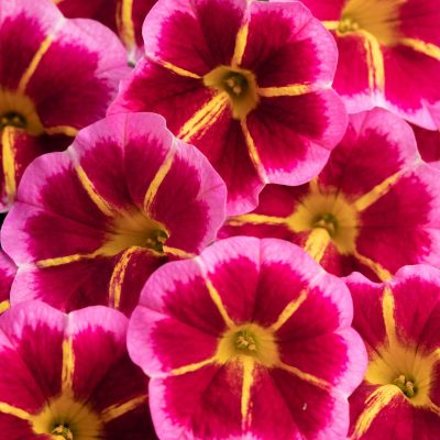 Calibrachoa Caliloco 'Starfire Rose'