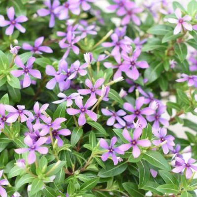 Vinca SOIREE® KAWAII Blueberry Kiss