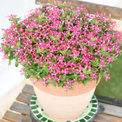 Vinca SOIREE® KAWAII Coral Reef