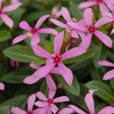 Vinca SOIREE® KAWAII Light Purple