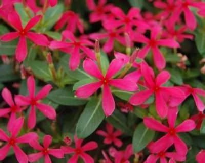 Vinca SOIREE® KAWAII Red Shades