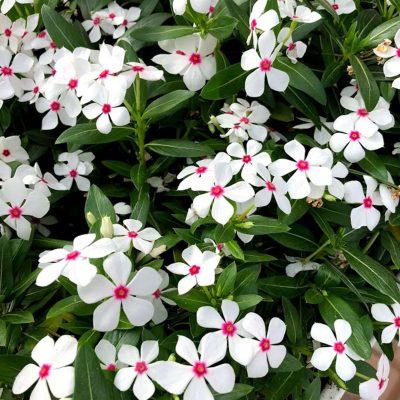 Vinca SOIREE® KAWAII White Peppermint