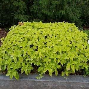 Coleus 'Lifelime'