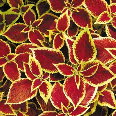 Coleus 'Tickled Scarlet'
