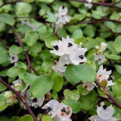 Muehlenbeckia 'Complexa'