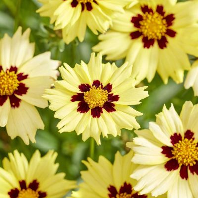 Coreopsis Grandiflora Solar Moon