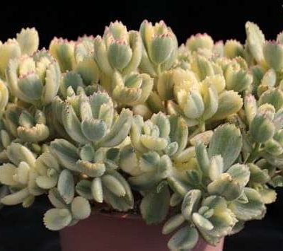 Cotyledon tometosa Variegata