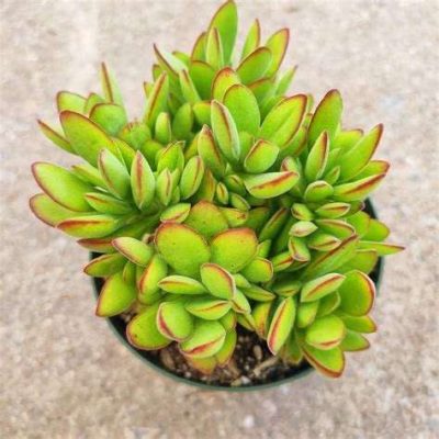 Crassula swaziensis Money Maker