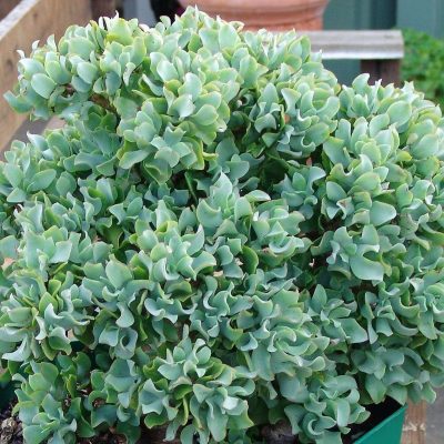 Crassula arborescens 'Ripple Jade'