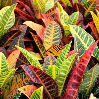 Crotons Codeaum Petra