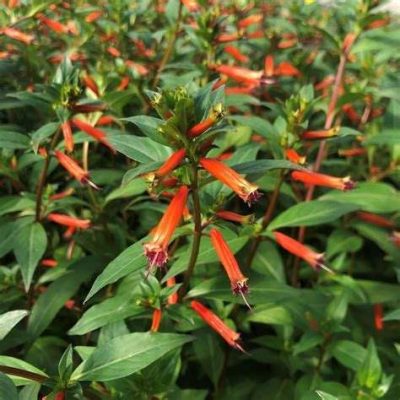 Cuphea Ignea (Cigar Plant)