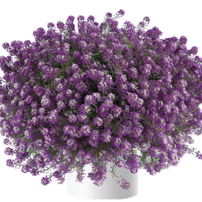 Lobularia maritima 'Deep Lavender Stream'