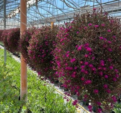 Delosperma Desert Dancers Purple