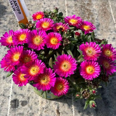 Delosperma Next Level Magenta PPAF