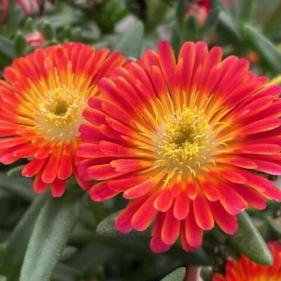 Delosperma Next Level Red PPAF