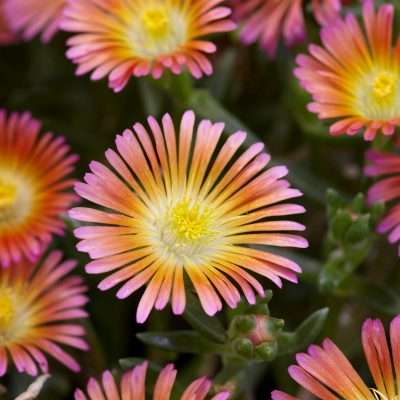 Delosperma Wheels Of Wonder Salmony Pink (P15-PY-4)PPAF