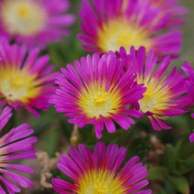 Delosperma Wheels Of Wonder Hot Pink (PP26,157)