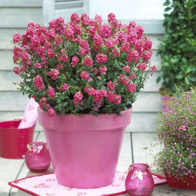 Diascia SUNDIASCIA®  Upright Rose Pink
