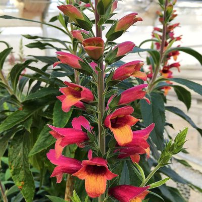 Digitalis GardenFox™ Mandarina