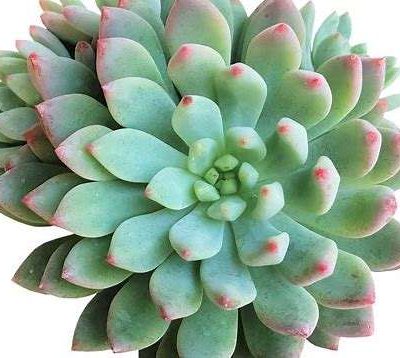 Echeveria Blue Elf