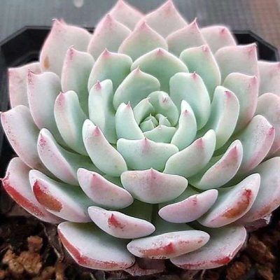 Echeveria 'Caribbean Blue'