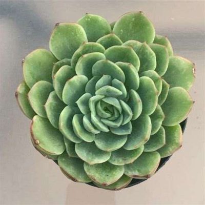 Echeveria 'Chili Lemon'