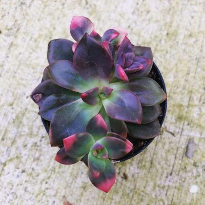 Echeveria 'Chroma'