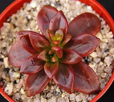 Echeveria 'Compressicaulis'