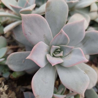 Echeveria Gibbiflora Coral Reef® LADY GREY