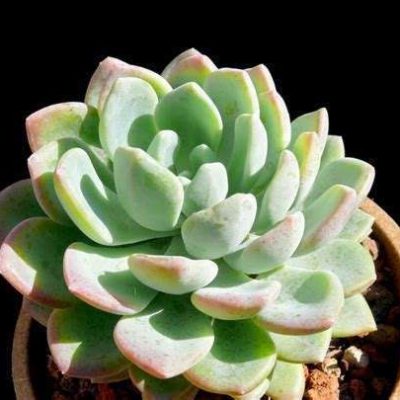 Echeveria 'Gray Red'