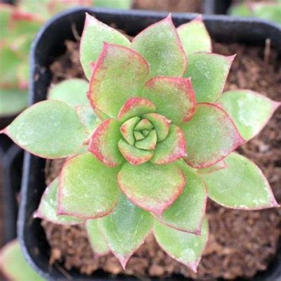 Echeveria 'Pringlei'