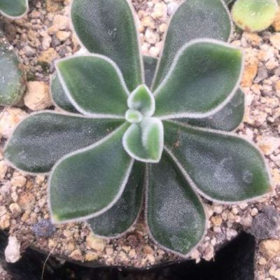 Echeveria hybrid 'Pulvinata'