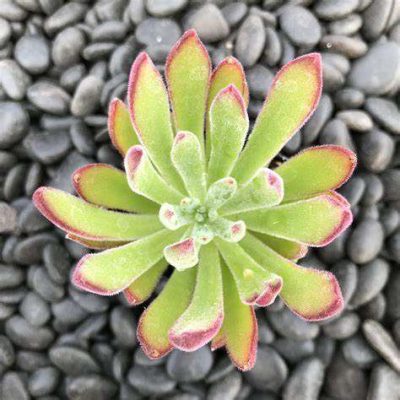 Echeveria hybrid 'Flexy'