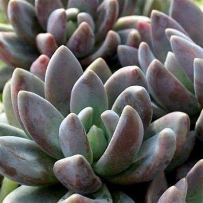 Echeveria haagai 'Tolimanensis'