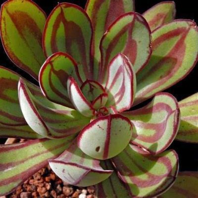 Echeveria 'Nodulosa'