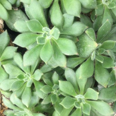 Echeveria hybrid 'Dumon'