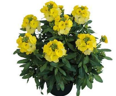 Erysimum 'Winter Light'