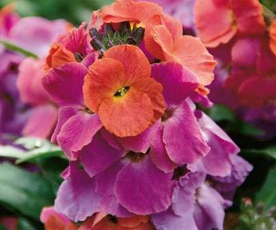Erysimum 'Winter Orchid'