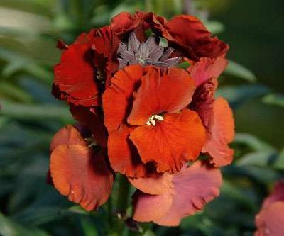 Erysimum 'Winter Passion'