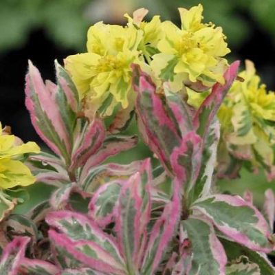 Euphorbia epith. First Blush PP 15292