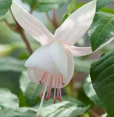 Fuchsia Fuchsita® Polar